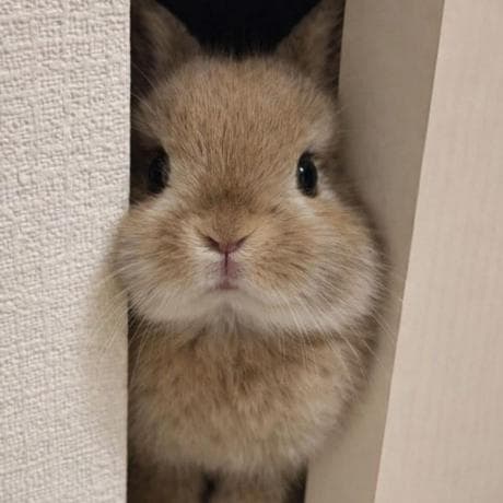 정효주